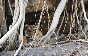 Tiger - resting amongst roots of Banyan Tree (Ficus benghalensis) - Ranthambhore National Park - Rajasthan - India