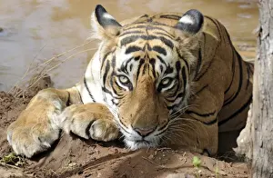 Pool Prints: Tiger - resting in water - Ranthambhore National Park - Rajasthan - India