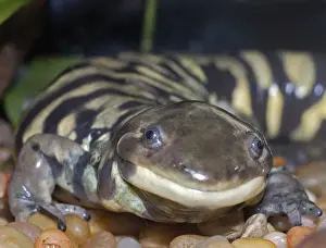 Salamanders Prints: Tiger Salamander - North America from Alaska to eastern Canada and Mexico