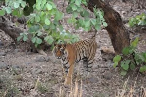 Images Dated 17th June 2011: Tiger - scent marking - Ranthambhore National Park - Rajasthan - India