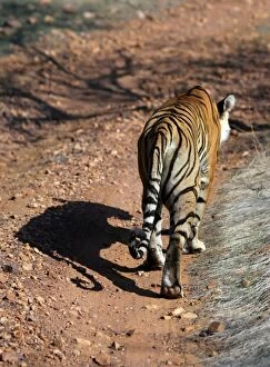 Images Dated 24th June 2007: Tiger - Shadow detail Ranthambhore National Park, Rajasthan, India