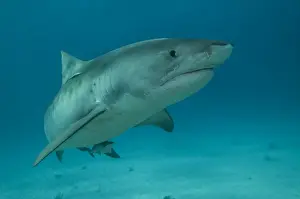 Tiger Shark