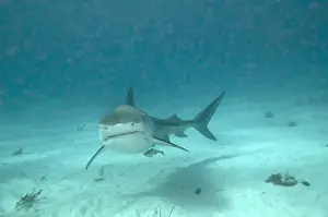 West Indies Prints: Tiger Shark - Bahamas