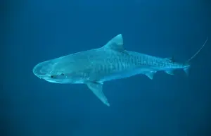 Bahamas Prints: Tiger Shark - in deep water Bahamas