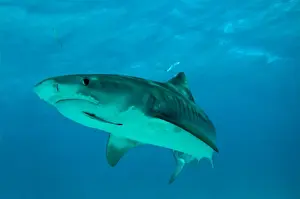 West Indies Prints: Tiger Shark - female - note hook damage in corner of mouth - Bahamas