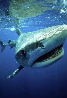 Images Dated 20th August 2008: TIGER SHARK - mouth open