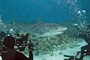 Bahamas Gallery: Tiger Shark - being photographed by divers