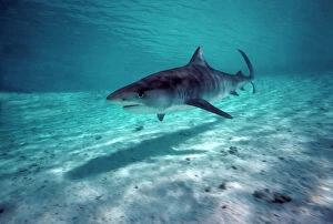 Sharks Collection: Tiger Shark - Shark swims in shallow water in lagoon. Coral sea. Australia TIG-018