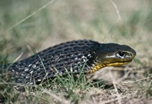 Images Dated 13th July 2004: Tiger Snake Australia