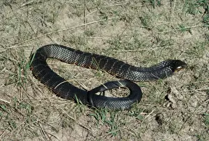 Tiger Snake JPF 6001 Australia Notechis scutatus © Jean-Paul Ferrero / ardea. com