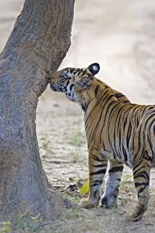 Images Dated 5th November 2010: Tiger - sniffing tree