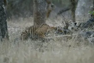 Tiger - Stalking prey Ranthambhore NP, Rajasthan, India