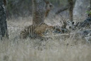 Images Dated 21st April 2005: Tiger - Stalking prey Ranthambhore NP, Rajasthan, India