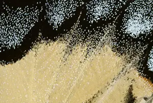 Swallowtails Prints: Tiger Swallowtail Butterfly - close-up of scales Canada