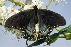 Images Dated 24th August 2006: Tiger Swallowtail Butterfly - female