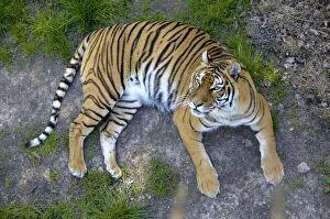 Images Dated 5th May 2005: Tiger - In Thoiry's Zoo