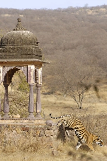 Images Dated 28th March 2008: Tiger - Tigress & Chhatri - Ranthambhore