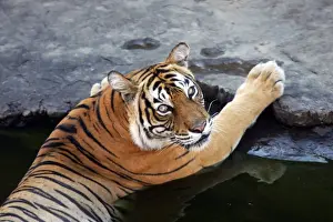 Pool Prints: Tiger - Tigress in water pool Ranthambhore National Park, Rajasthan, India