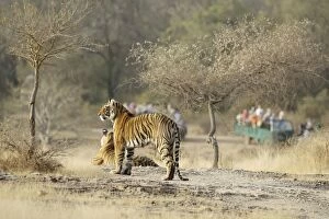 Tiger and tourists - Two large cubs on view to