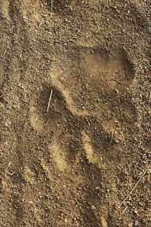 Images Dated 9th June 2010: Tiger tracks in sand, Ranthambore National