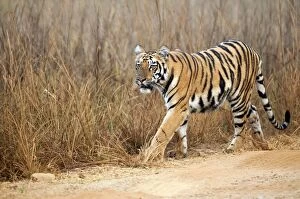 Images Dated 3rd February 2013: Tiger - walking along edge of road