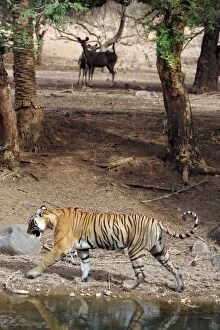 Tiger - Walking past alert Sambar (Cervus unicolor)