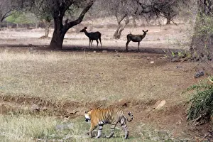 Sambar Prints: Tiger - Walking past alert Sambar (Cervus unicolor) Ranthambhore NP, Rajasthan, India