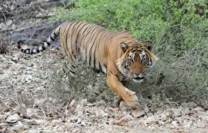 Images Dated 22nd April 2010: Tiger - walking - Ranthambhore National Park