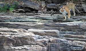 Images Dated 22nd April 2010: Tiger - walking on rocky landscape
