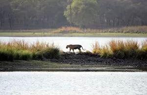 Images Dated 30th May 2009: Tiger - walking across wall in middle of Rajbagh Lake