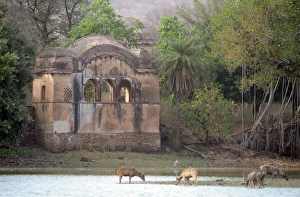 Images Dated 19th April 2010: Tiger - watching Sambar Deer (Cervus unicolor) from Rajbagh Palace