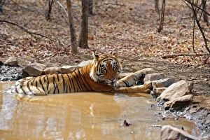 Images Dated 20th April 2010: Tiger - in water pool