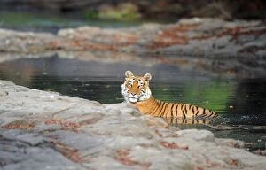 Images Dated 21st April 2010: Tiger - in water pool - Ranthambhore National Park - Rajasthan - India