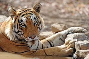 Images Dated 20th April 2010: Tiger - in water pool - Ranthambhore National Park