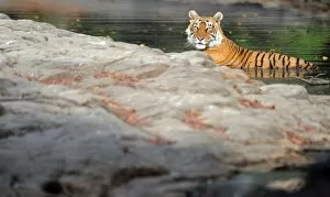 Images Dated 21st April 2010: Tiger - in water pool - Ranthambhore National Park - Rajasthan - India