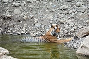 Images Dated 17th June 2011: Tiger - in water pool - Ranthambhore National Park - Rajasthan - India