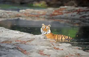 Tiger - in water pool - Ranthambhore National Park - Rajasthan - India