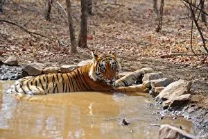 Tiger - in water pool - Ranthambhore National Park - Rajasthan - India
