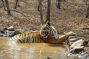 Images Dated 20th April 2010: Tiger - in water pool - snarling