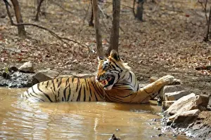 Snarling Prints: Tiger - in water pool - snarling - Ranthambhore National Park - Rajasthan - India