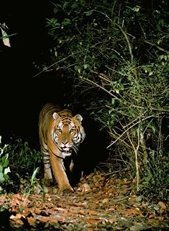 Images Dated 24th August 2006: Tiger - in wild, at night. Royal Chitwan National Park, Nepal