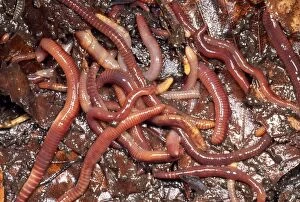 Images Dated 19th October 2012: Tiger Worms - compost heap - UK