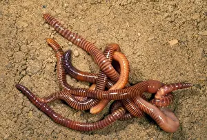Rings Prints: Tiger Worms - leaf mould - UK