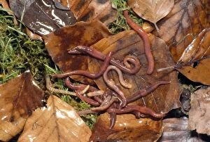 Images Dated 19th October 2012: Tiger Worms - leaf mould - UK