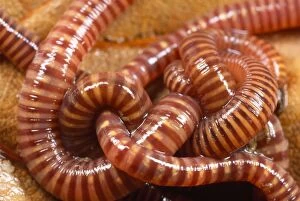Images Dated 19th October 2012: Tiger Worms - showing stripes - UK