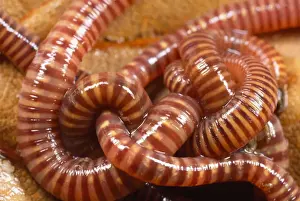 Shapes Prints: Tiger Worms - showing stripes - UK