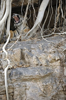 Tiger - yawning from roots of Banyan Tree (Ficus benghalensis) Tiger - yawning from roots of Banyan Tree (Ficus benghalensis)