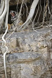 Tiger - yawning from roots of Banyan Tree (Ficus benghalensis) - Ranthambhore National Park - Rajasthan - India