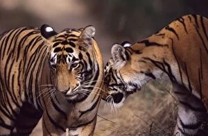 Tiger - Two year-old female greeting brother