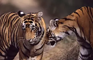 Tigress Prints: Tiger - Two year-old female greeting brother Ranthambhore NP, Rajasthan, India
